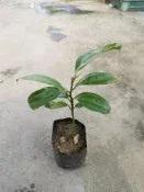 ╭＊田尾玫瑰園＊╯藥用植物-(清華桂)高10CM120元