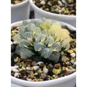Haworthia  ハオルチア  百合科 十二卷 ｜廣瀨玉露錦