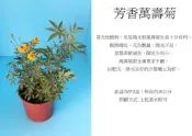 心栽花坊-芳香萬壽菊/5吋/香料/香草/藥用/售價150特價120