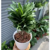 阿波羅千年木 淨化空氣除塵能強 阿波羅千年木 觀葉植物