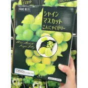 🍇（現貨）日本COSTCO好市多 雪國 麝香葡萄 果凍1350g/盒