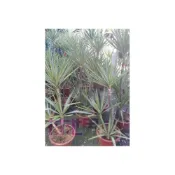 (店+)花森好市-室內盆景喬木--斑葉尤加(尤加利)--好養耐種.樹型優美1尺盆高150-180cm(建議宅配