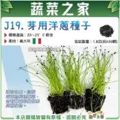 (店+)【蔬菜之家】J19.芽用洋蔥種子1.8克約450顆 洋蔥芽 洋蔥苗 芽菜種子 幼苗栽培 快速發芽 室內陽台種
