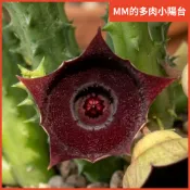 墨心 肯尼亞劍龍角hyb. 蘿藦 劍龍角屬 Huernia 多肉植物 仙人掌 ＭＭ多肉小陽台 園藝