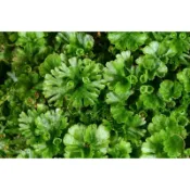 苔鑽🍀❗️買1送1❗️團扇蕨「片裝3*3cm」蕨類植物 觀葉植物 迷你蕨類 盆栽 療癒蕨品 微景觀生態瓶造景半水景生態缸