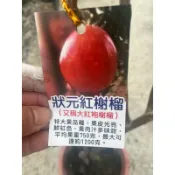 方方園藝 狀元紅榭榴 (又稱大紅袍榭榴)