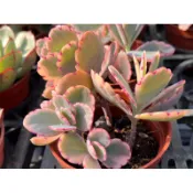 【多肉好好買】蝴蝶之舞錦 多肉植物 現貨