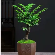 ✔💯【紫檀種子】稀有名貴林木 印度小葉紫檀樹種子新彩種子高發芽率 檀香樹種子 羽葉檀
