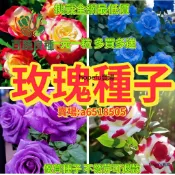 玫瑰種子 觀賞重瓣玫瑰 迷你薔薇 庭院造景 香花植物 開花植物 多年生灌木 園藝栽培 花苗種子 玫瑰花籽 家庭園藝