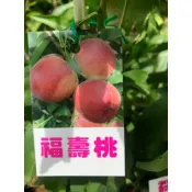 花花世界*水果苗* 福壽桃 *4吋盆/高30-50cm/三月桃醃製專用/K