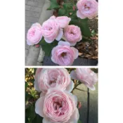 （現貨）【JEWEL'S茱兒玫瑰小舖】娜荷瑪 強香玫瑰花盆栽花 強健多花蔓性 玫瑰花植株月季盆栽