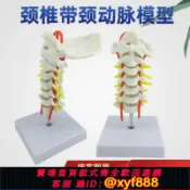 幸福時光館 {可打統編 保固一年}頸椎帶頸動脈 后枕骨 椎間盤與神經教學模型人體關節頸椎骨骼模型