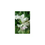 (店+)花森好市-水生植物-- 野薑花 (白)--香氣迷人可食用/6吋盆/高20-65cm*出貨不保證有花苞*