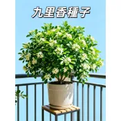 九里香種子 月橘種子 七里香種子 濃香花卉 盆栽庭園 耐熱好養 驅蟲植物 四季常綠 景觀樹苗 室內陽台 開花清香