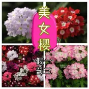 隔日到貨⚡美女櫻花種子（50粒）春播庭院花種籽春播四季易種室內花卉種子陽臺盆栽