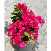 特殊品種 7吋大盆〈金心台北紅紫/透紫轉紅/玫瑰紅光譜〉唯美仙系 九重葛/三角梅一盆一枝樹枝苗含盆 植栽盆栽花盆好心情
