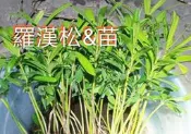 羅漢松&苗120元（6-12棵）