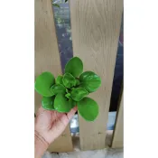 圓葉椒草#椒草#圓葉發財樹、#金錢樹