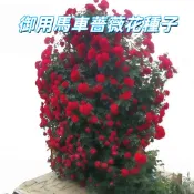 台灣現貨【御用馬車薔薇花種子】藤本玫瑰苗 攀爬植物 庭院陽台四季開花 香花盆栽 好栽種  陽台庭院品種 新手易種植