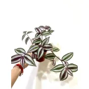 🌵EnjoyGarden🌵 紫背鴨拓草 /水龜可食用
