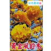 初花農場|黃金(洋紅)風鈴木|喬木類|2吋盆(太空包)----定價50特價40