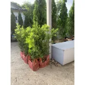 羅漢松 5吋盆60高圍籬苗(蘭嶼羅漢松)