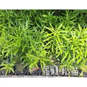 慶平花坊-[羅漢松苗/長青羅漢杉-工程貨]喬木-3吋盆/是建築和雕刻用優良木材/樹姿優雅