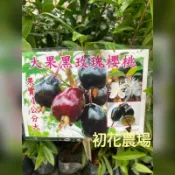 初花農場|大果黑玫瑰櫻桃|3吋盆|果樹（實生苗）|植株偏小---定價100特價80