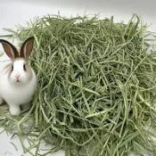 甜燕麥燕麥草甜小麥草苜蓿提摩西一割二割百慕達牧草高纖磨牙全階段兔龍貓豚鼠營養豐富小寵偏愛