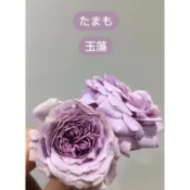 玉藻 玫瑰花月季保濕枝條 植株苗盆栽