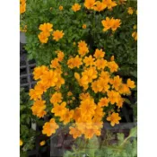 花田里_季節花卉_小蜜蜂波斯菊(有2組規格)