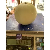 816g超大美濃瓜優質種子10粒10元。種苗15元