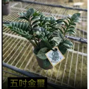 花花世界-室內盆栽-*金璽金錢樹* 5吋盆 /高20-30公分/送禮開幕-葉子油亮清潔空氣/ 新品種