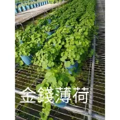 香料植物～金錢薄荷（5吋）