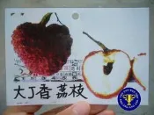╭＊田尾玫瑰園＊╯新品種水果苗--(大丁香荔枝)