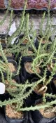 多肉植物 嚴流島大戟 狗奴子麒麟 大戟科植物 實物拍攝
