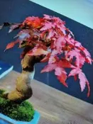 特殊少見老盆養多年唐楓樹，造型漂亮小品盆栽，日本陶盆，屬於最好種植的楓樹品種之一,2980元超商取貨免運