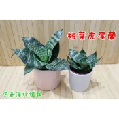 短葉虎尾蘭 空氣淨化植栽 觀葉植物 金邊虎尾蘭 裸根 裸株 長葉虎尾蘭 盆栽