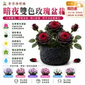 強根壯苗易成活【現貨 五十款玫瑰苗】🌹河本純子出品  玫瑰種苗 玫瑰盆栽 帶葉玫瑰苗大花濃香四季開花月季花苗庭院陽臺花卉