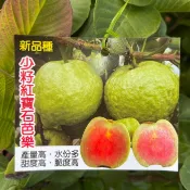 田尾玫瑰園 l 少籽紅寶石芭樂、紅心拔【8吋盆 高度約60cm】產量高 水份多 甜度高 脆度高 (田尾在地商家)