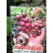 ★綠霖園藝★四季紅龍眼 靠接苗70公分 觀賞植物/水果樹苗/新興果樹/果苗/嫁接/植物/盆栽