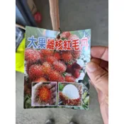 卉迎園藝 大果離核紅毛丹 靠接苗 高度80公分 離核品種 黑貓宅配一箱可放6棵