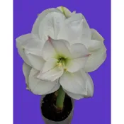 球體 2 公分 / 球體 2.5 公分~已確認花色正確球~~重瓣孤挺花苗~White Amadeus~白色阿瑪迪斯