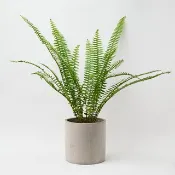 腎蕨 | 淨化空氣 辦公室植栽 室內盆栽 蕨類 觀葉植物