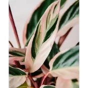 彩虹竹芋 粉紅竹芋 Calathea triostar 雨林 觀葉 斑葉 網紅 IG 室內 植物 小李植栽