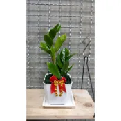 盆栽 小品 金錢樹 招財 室內植物 送底盤跟蝴蝶結