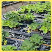 【欣盛園藝資材行】2.5寸 草莓 雪兔 雪芹 露之水滴 菊池糖蜜 黑金剛 帝王紅 紅冠 白草莓 草莓 草莓苗 草莓盆
