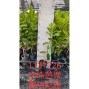 珍珠芭樂苗、珍珠拔苗、水蜜芭樂苗、紅寶石芭樂苗、香拔芭樂苗、黃金蜜芭樂苗、西瓜芭樂苗，竹節蟲飼料 竹節蟲芭樂葉