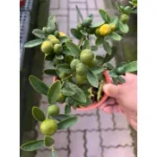 日本 八房 金豆柑 ｜🍊芸香科柑橘屬多年生常綠精品小品盆栽⋯