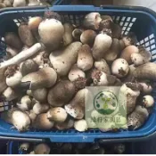 （快速出貨）草菇種子 草菇菌種 四季種植可食用可觀賞蘑菇菌種 四季可種播 超低價